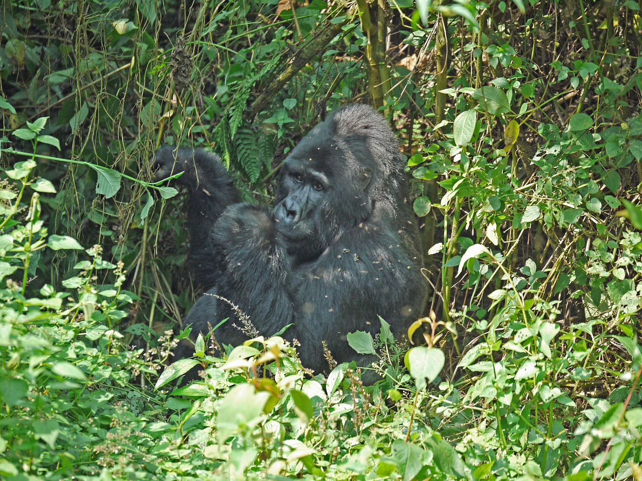 monikap-gorilla-1403650_1280