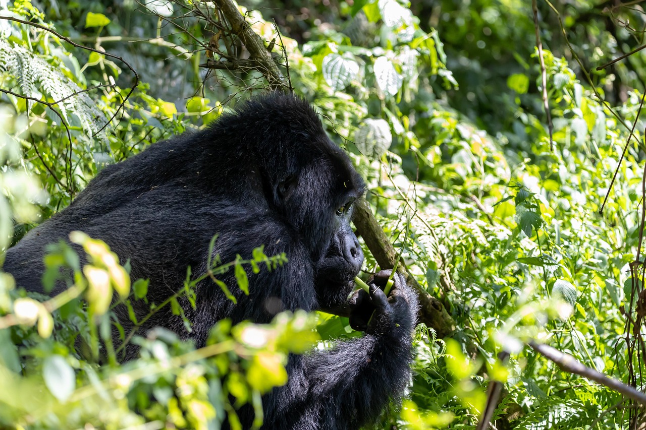 nray91-gorilla-7708328_1280